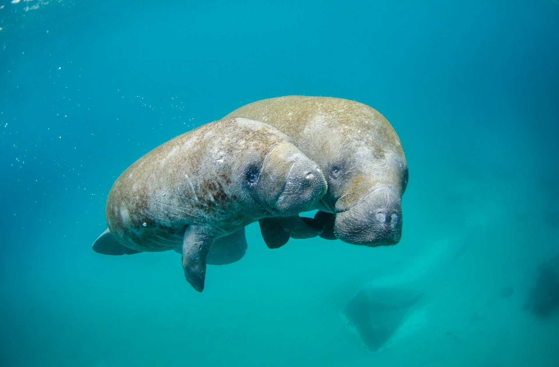 Manatee off Anna Maria Island